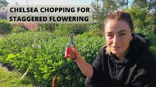 Chelsea Chopping Perennials for Extended Flowering on the Flower Farm