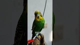 #有滋有味过大年 #萌宠过大年 #快手宠物天团 #带着宠物去赏花 #cutebirds #parrot