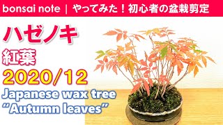 ハゼノキ盆栽の紅葉！紅葉後のお掃除／2020.12｜Japanese wax tree “Autumn leaves”／bonsai