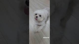 의사표현 확실한 강아지  #강아지 #maltese #반려견 #말티즈 #cute