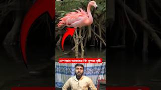 মাশাল্লাহ আল্লাহর কি সুন্দর সৃষ্টি। #viralvideo #আল্লাহর #সৃষ্টি #shortvideo