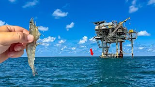 I Tossed Giant LIVE SHRIMP Around This Oil Rig and then CHAOS ERUPTED ** MASSIVE