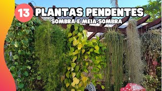 13 PLANTAS PENDENTES (sombra ou meia-sombra) / Plantas de casa