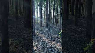 Forest Restoration | Nature Walk on the slopes of Mt Kenya  #forestsounds #natureasmr