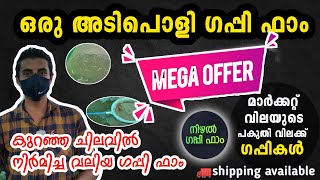 നിഴൽ ഗപ്പി ഫാം | nizhal guppy farm | guppy farm | ഗപ്പികൾ പകുതി വിലക്ക് | aquarium fish farm