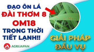 AgriJapan |  | Đạo Ôn Lá Đài Thơm 8, OM18 trong thời tiết lạnh - Giải pháp Đầu Vụ