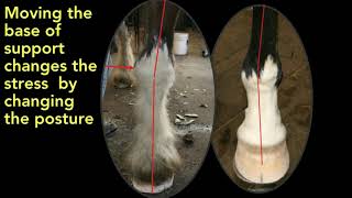 AFA 49: Michael Wildenstein, Defining Hoofcare Needs from the Evaluation of Equine Confirmation