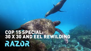 '30x30' and Eel Rewilding: Full Razor Episode