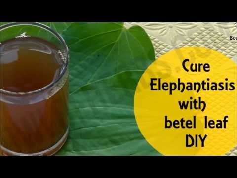 Betel leaf to cure elephantiasis - Home remedy Betel leaf to cure elephantiasis - Home remedy