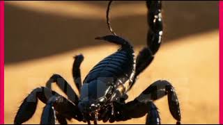 shocking Facts About Scorpions You Didn't Know | Scorpion Trivia & Secrets| YouTube shorts viral