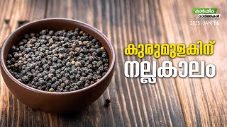 കുരുമുളകിന് നല്ലകാലം | Agriculture News | MyFin TV Business Malayalam