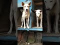 lucunya dua anjing ini