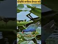 ਕੰਮ ਦੀ ਗੱਲ cheetah fishcatching birds animalsrevolt fishing cheetahchallenge hyena nature