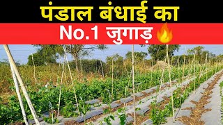 कैंची पंडाल बंधाई | Pandal System for Vegetable Farming | Desi Jugaad Technology