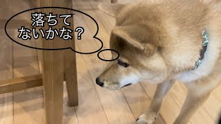 【柴犬】落ちてるご飯を探し回って床を舐めまくる愛犬