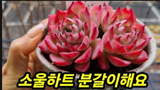 소울하트 쌍두 분갈이 해줍니다~ 베란다 다육이들 관수하고 마른잎 정리하고~