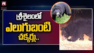 శ్రీశైలంలో ఎలుగుబంటి చక్కర్లు..! | Bear Hull Chal At The Peak in Srisailam | Hit TV Telugu News