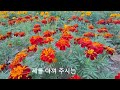 꽃구경 가기 좋은날 꽃멍 나만의 시간 gardenflowers