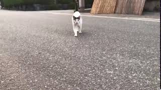 猫頭突き