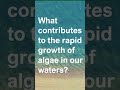 What contributes to the growth of harmful algal blooms (HABs)