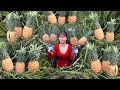 Harvesting Pineapple Goes To Countryside Market Sell - Sow spinach seeds | Free Bushcraft