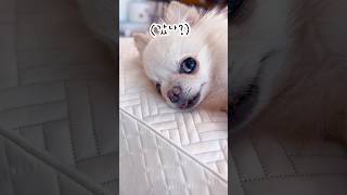 502호 월세 내라니까 대답하는 강아지 #shorts #랄랄 #장모치와와 #chihuahua #둥이