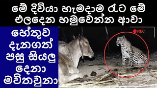 මේ දිවියා දිනපතා රාත්‍රීයේ එලදෙන වෙත පැමිනියා. හේතුව දැනගත් සියලුදෙනා මවිතවුනා | Ada Wishwaya