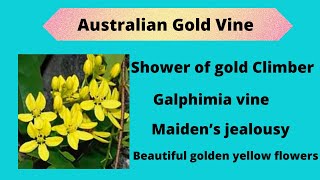 Australian Gold Vine Shower of gold climber Galphimia Maiden’s jealousy  Tristellateia australasiae