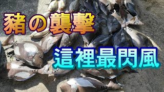 粉鳥林船磯 全台最閃東北季風 意外遇到大量豬哥魚 通通有獎 拉到不要不要