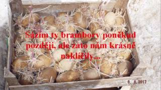 Jak jsem sázel brambory v r. 2017