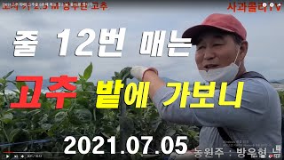 7월 계속 계속 크는 고추/강소농 많이 따고 병이 없어요