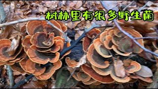 今天送完老公闺女我又去树林采蘑菇了，1月份的德国树林里有很多发现