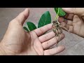 How to Grow Jackfruit From Jackfruit leaves Using Aloe Vera Hormone | Best Natural Rooting Hormone