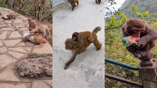 The Best of Monkey Videos - A Funny Monkeys Compilation Ep29