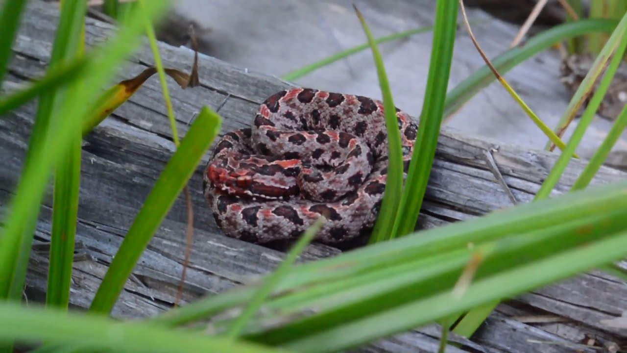 Carolina Pygmy Rattlesnake From Eastern North Carolina - YouTube