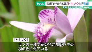 国の天然記念物指定の葦毛湿原で初夏を告げる花「トキソウ」見頃を迎える　愛知・豊橋市 (24/05/16 16:35)