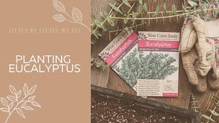 Growing Eucalyptus From Seed