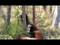 お母さんは眠たいの・・甘えん坊の赤ちゃんレッサーパンダ~red panda baby