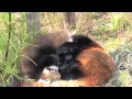 お母さんは眠たいの・・甘えん坊の赤ちゃんレッサーパンダ~red panda baby