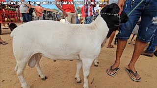 FEIRA DE ANIMAIS DE Sta.C.C-PE 10/02/2025