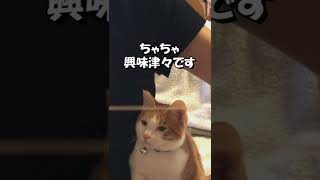 [ねこ] 手作りおもちゃにタッチしたら… #ねこねこはっちゃんねる #Shorts