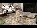 Stubborn Husky steals Shepherd's bone and refuses to let go