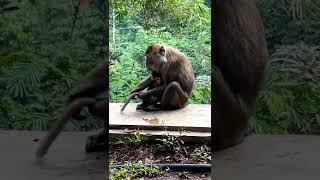cute monkey 😍🥰💕 #shorts #short #shortvideo #shortsvideo #monkey
