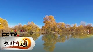 《生财有道》甘肃金塔：胡杨美 特产俏 旅游忙 20191105 | CCTV财经