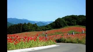 埼玉県秩父郡東秩父村 天空を彩るポピー -2016