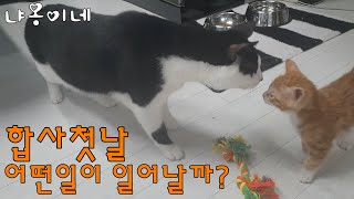 고양이 합사1일차 /합사하는방법?/아기고양이입양  긴장된 첫대면/냐옹이네 성장기 (ENG SUB)