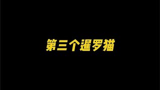 那些猫咪剃毛后的样子，来看看哪只最搞笑？#宠物#萌宠