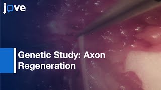 Genetic Study: Axon Regeneration With Cultured Adult Dorsal Root Ganglion Neurons l Protocol Preview