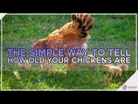 What are old hens called?