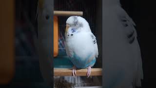 【セキセイインコ】かわいいサザエさん